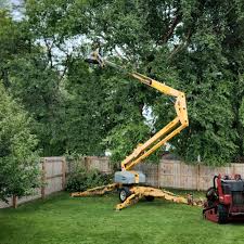Best Grass Overseeding  in St Paul, TX