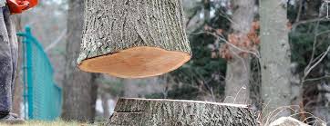 How Our Tree Care Process Works  in  St Paul, TX