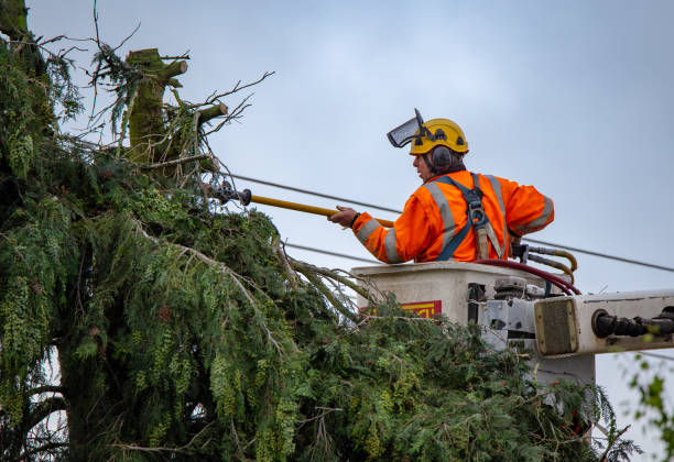 Best Utility Line Clearance  in St Paul, TX