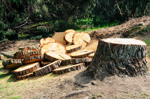 Best Tree Cabling and Bracing  in St Paul, TX